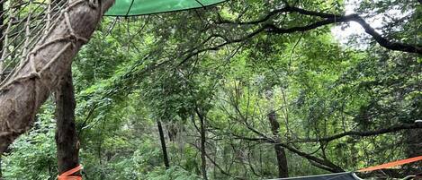 A hammock suspended between trees in a forested area.