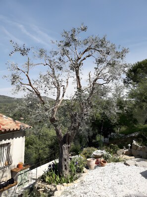 A tree with a rugged trunk and sparse foliage, a white building with a tiled roof, and a gravel path.