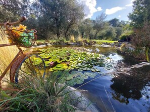 Property grounds - Laquilaelulivo (Chianciano Terme)