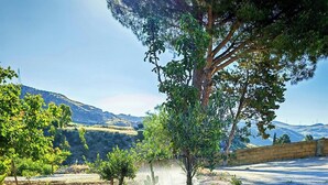 Viñedo con hileras de parras, un árbol y un camino de grava.