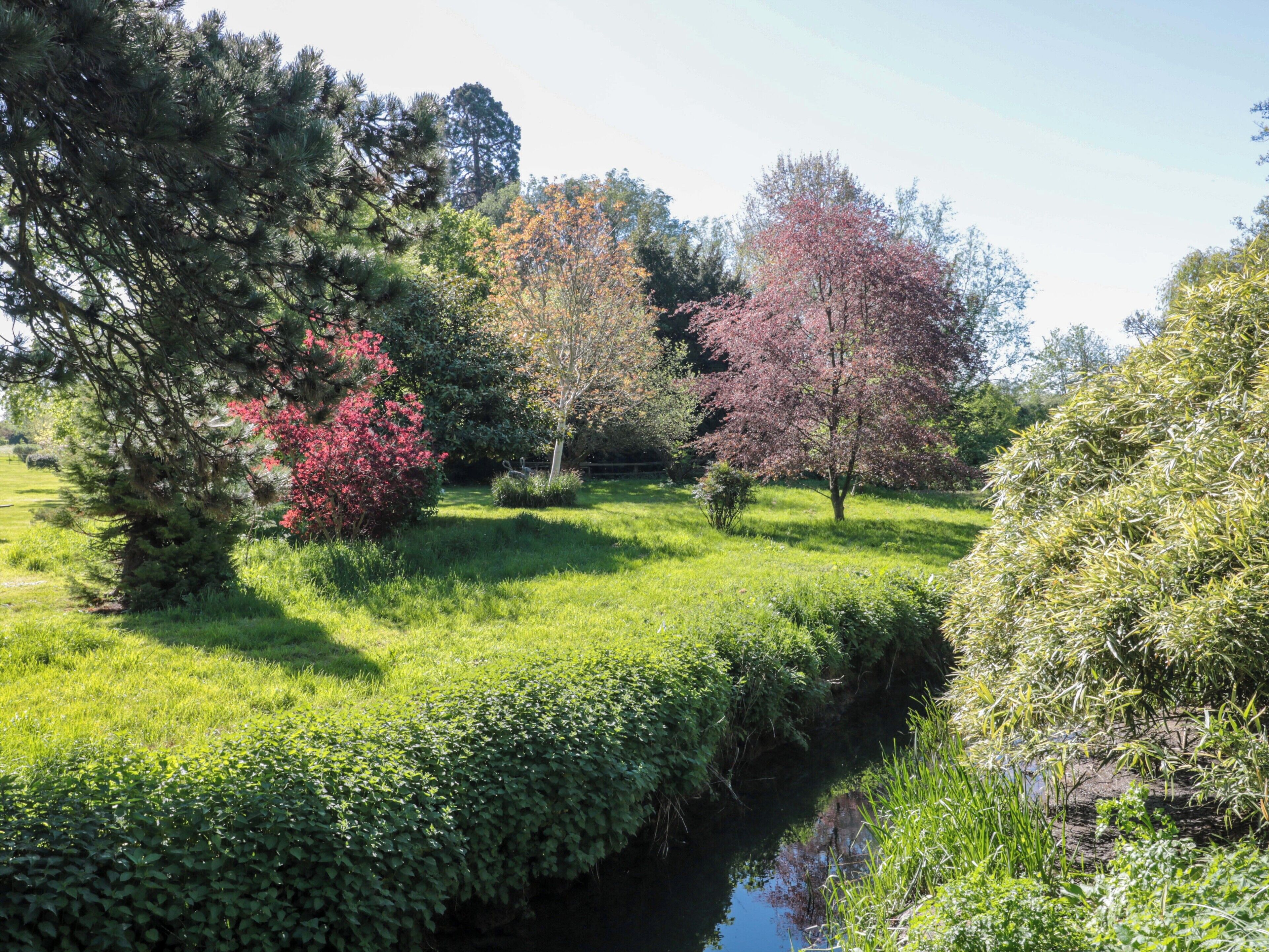 A serene garden with a variety of trees and a small water feature.