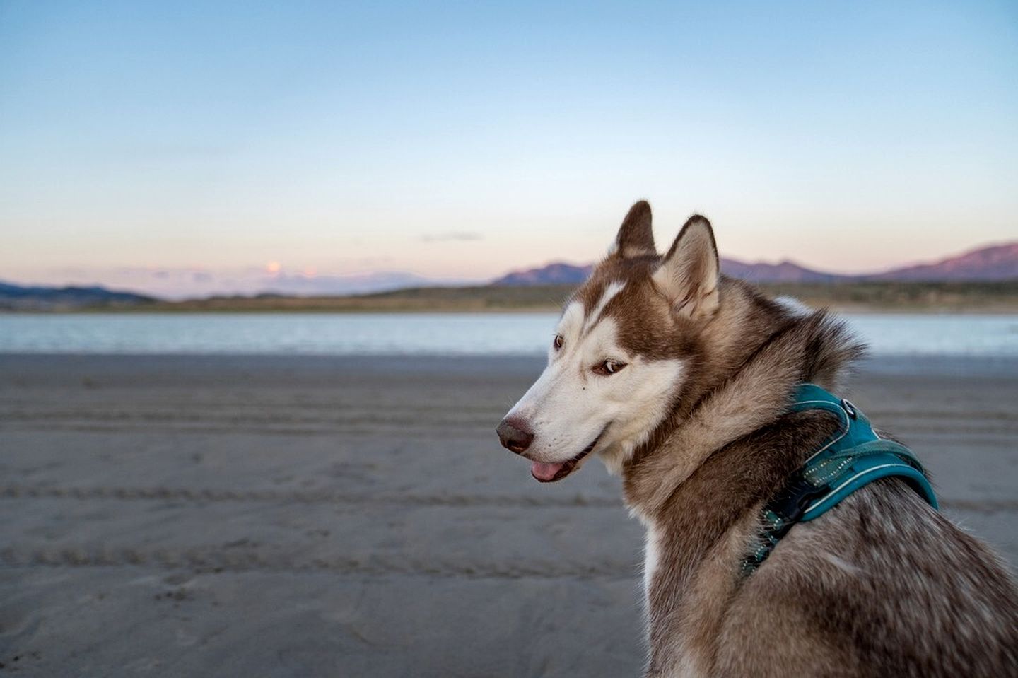 Ein Hund mit Geschirr steht an einem Strand, im Hintergrund Wasser und Berge.