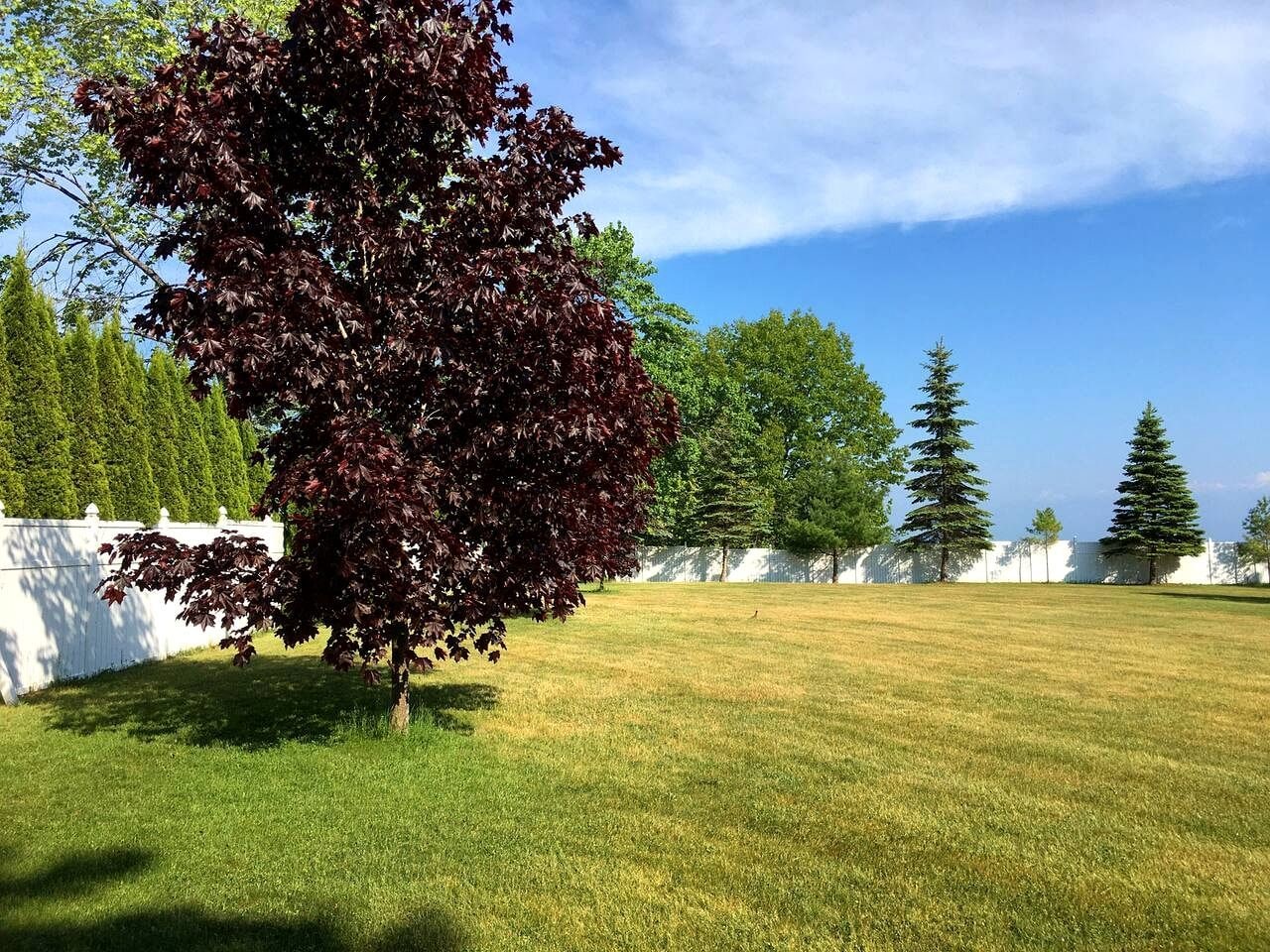 A grassy area with a tree in the foreground and a white fence in the background.