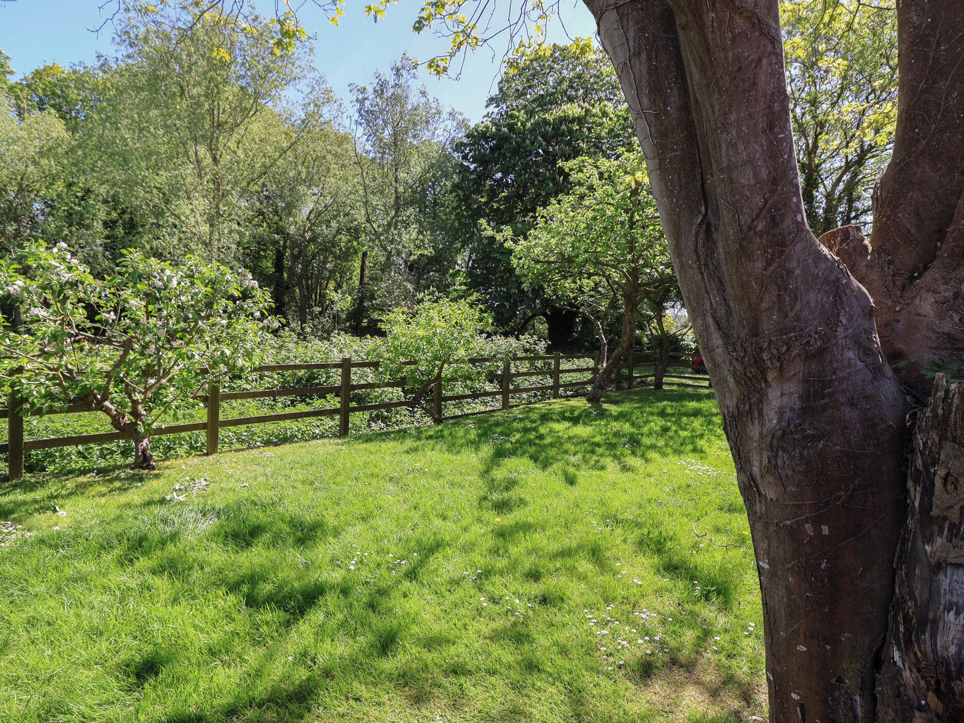 A grassy area with a wooden fence and trees.