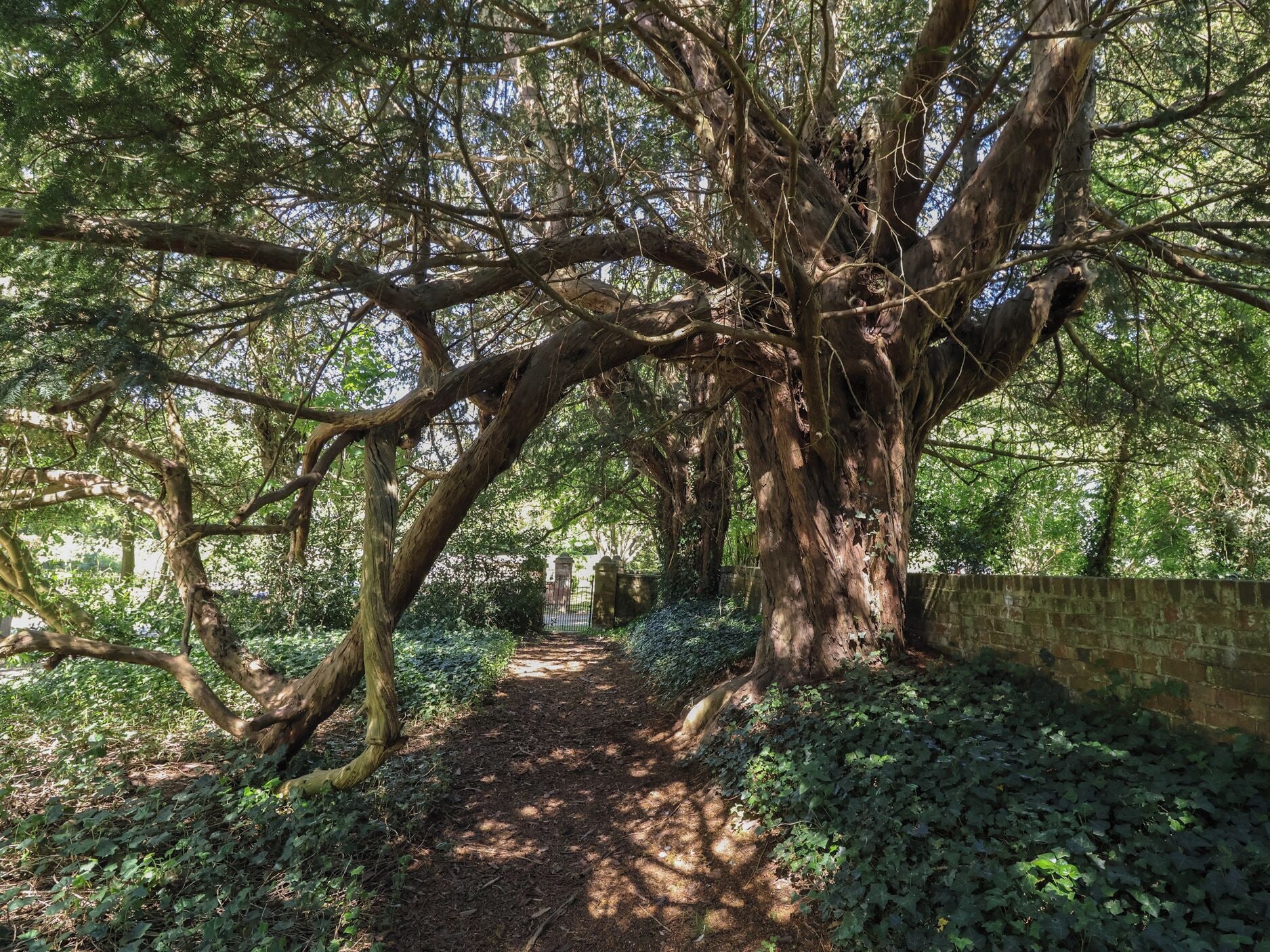 A tree-lined path with a brick wall on one side.