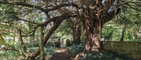 A tree-lined path with a brick wall on one side.
