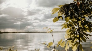 A body of water with overcast skies and foliage in the foreground.