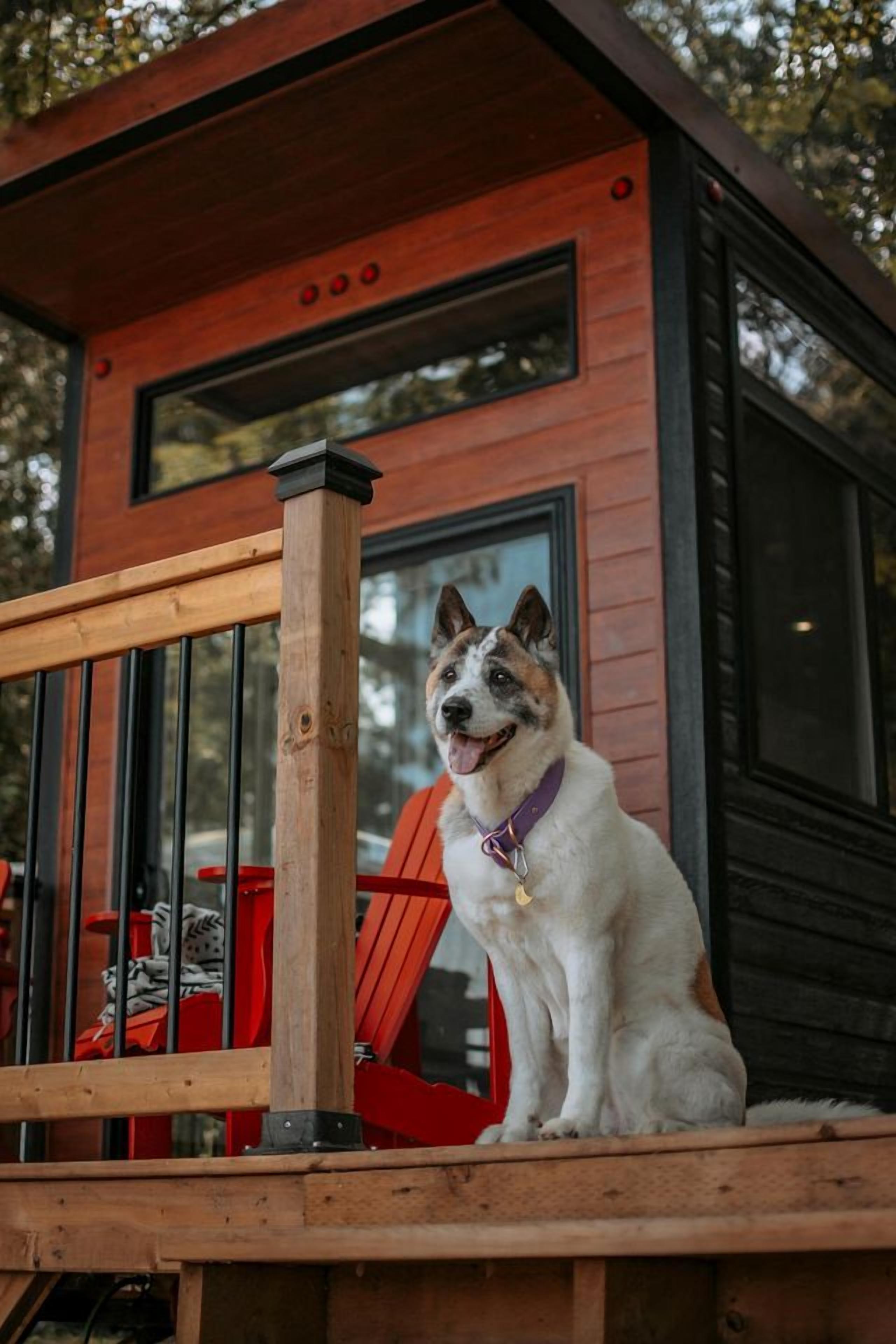 A dog sitting on a wooden deck with a modern building in the background.