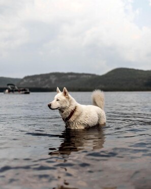Ein weißer Hund im Wasser, mit Bergen im Hintergrund.