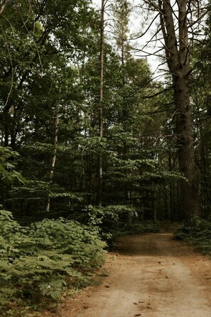 A forest path surrounded by dense foliage and trees.