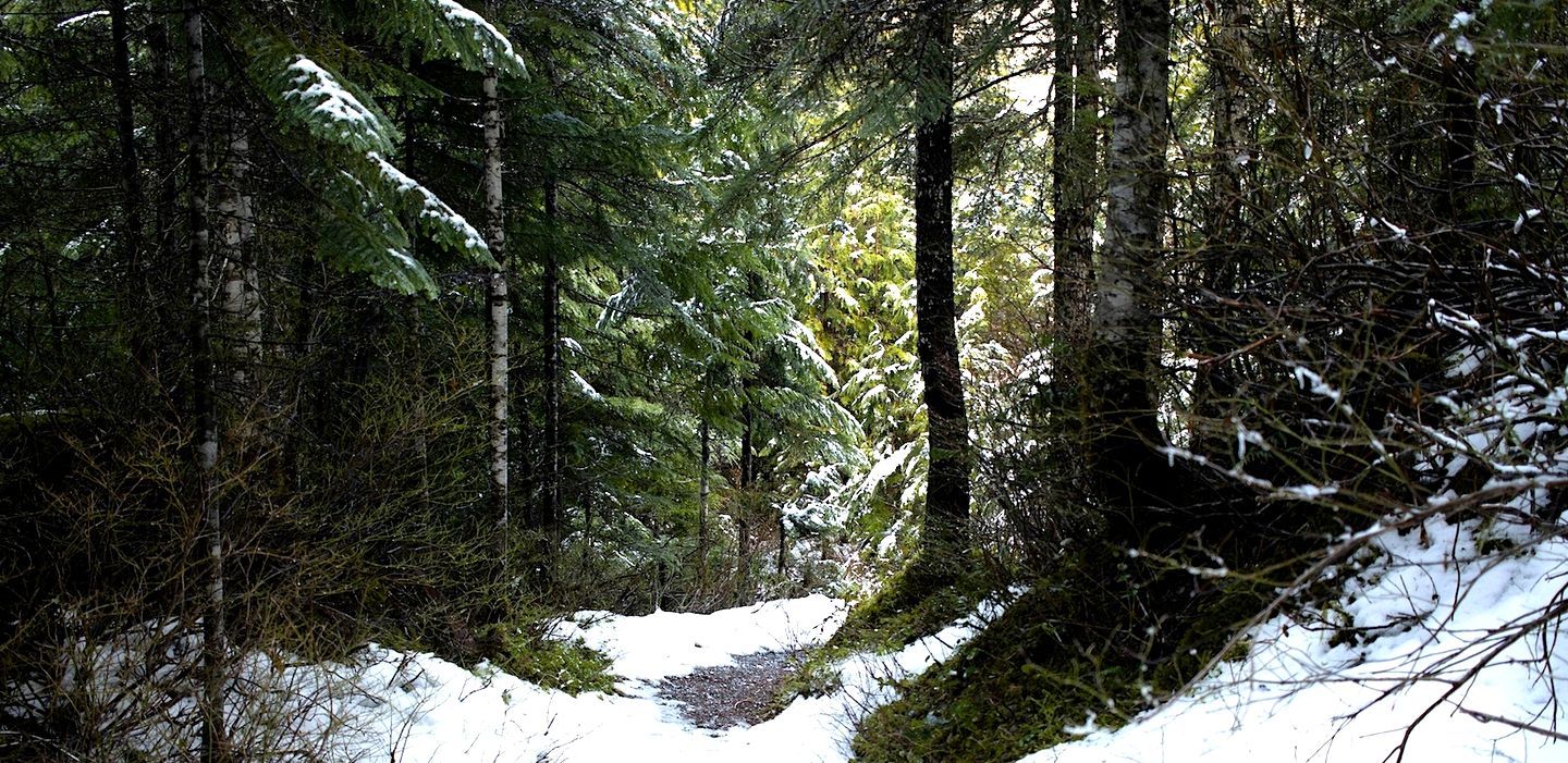 Zona boscosa con suelo cubierto de nieve y árboles.