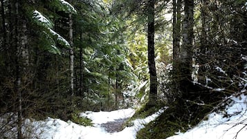 Zona boscosa con suelo cubierto de nieve y árboles.