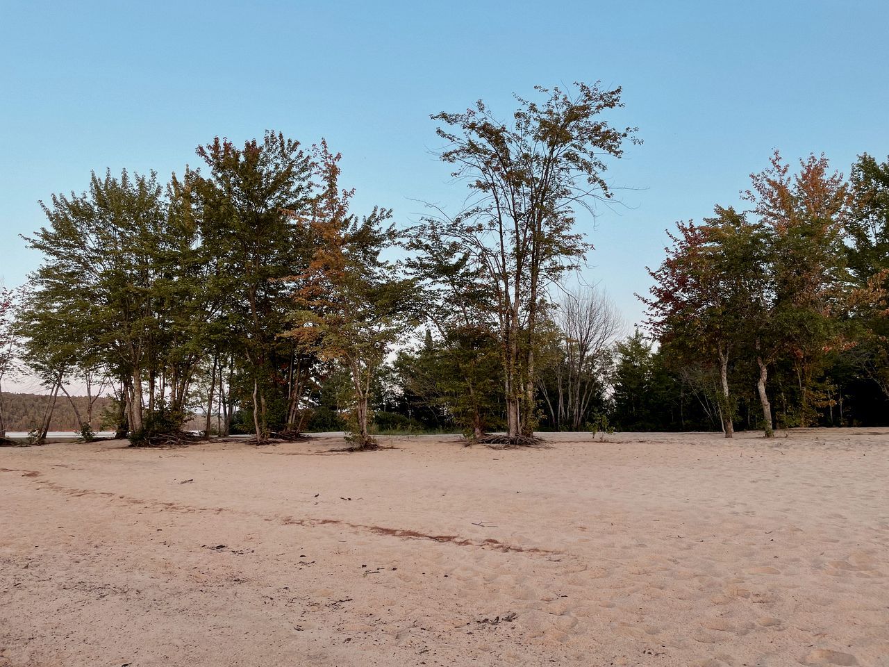 A sandy area with trees and a clear sky.