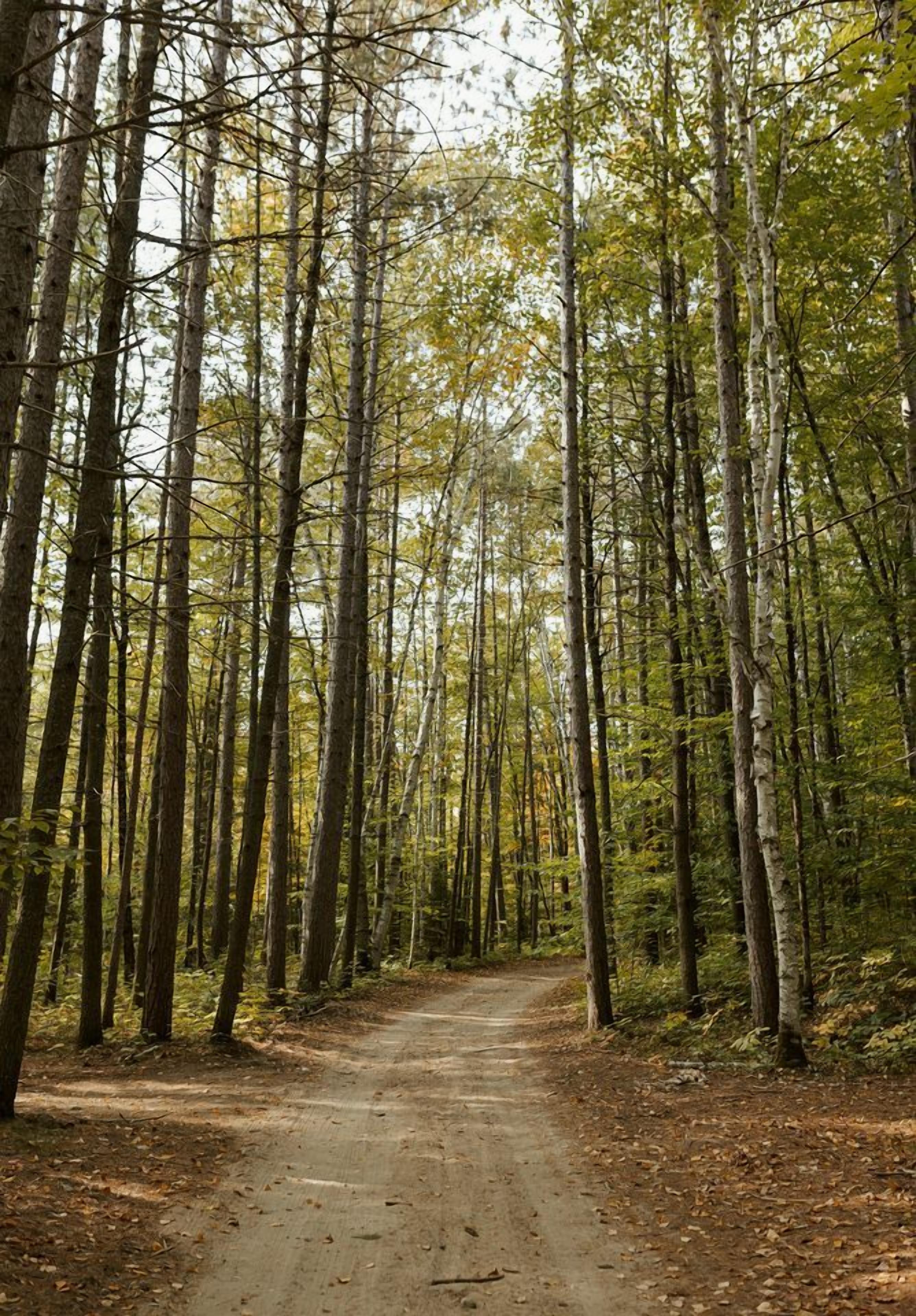 A forest path surrounded by tall trees.