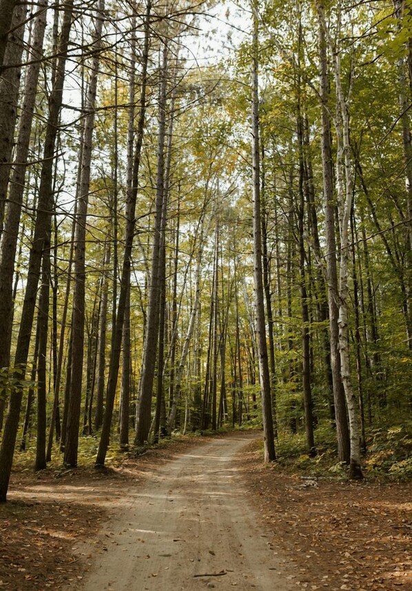 A forest path surrounded by tall trees.