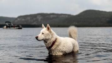 Un chien blanc dans l’eau, avec des montagnes en arrière-plan.