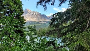 A forested area with a mountain in the background.