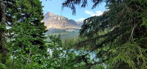 A forested area with a mountain in the background.