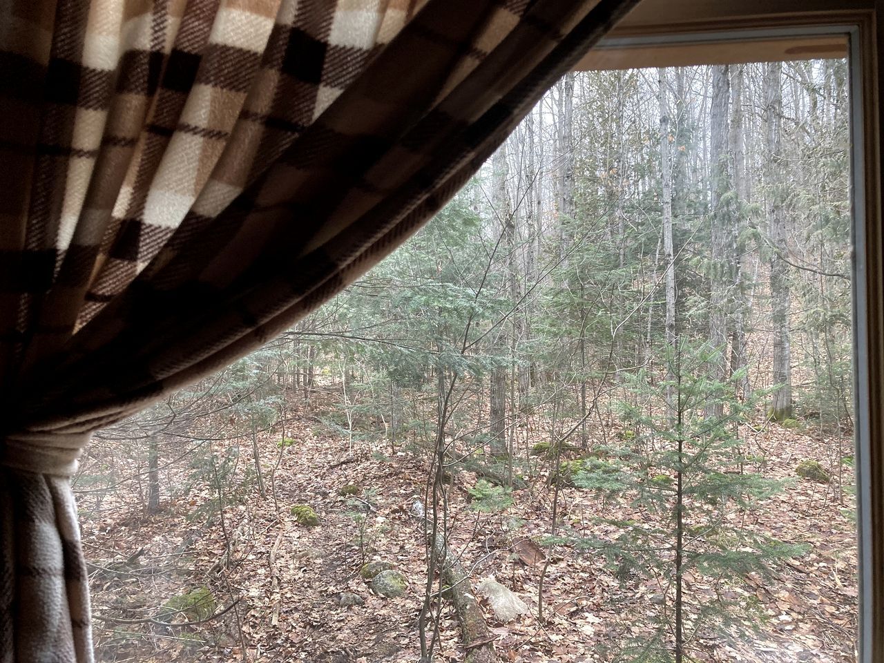 A window with a view of a forested area, curtains partially drawn, and a visible window frame.