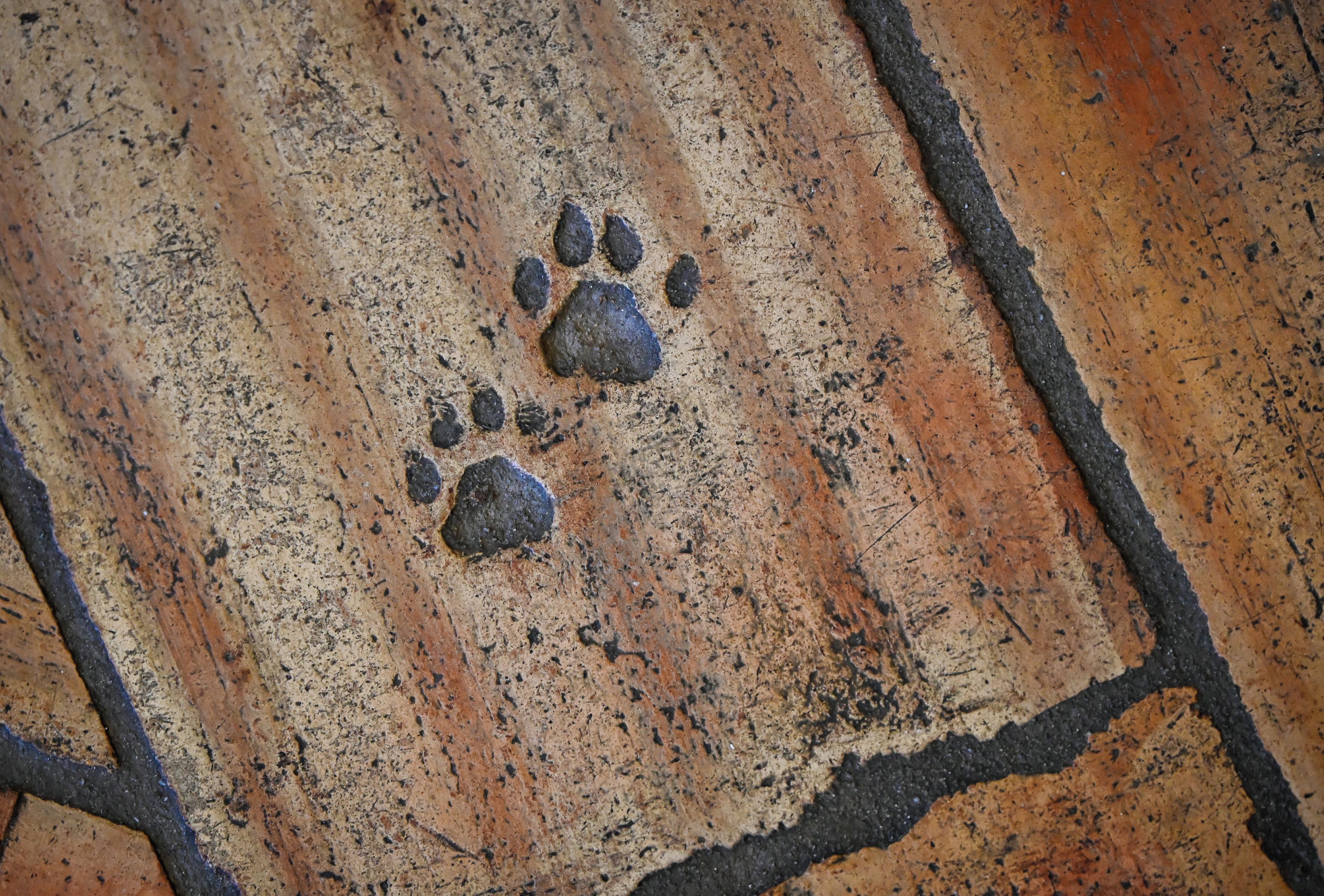 A close-up of a stone surface with three distinct paw prints.