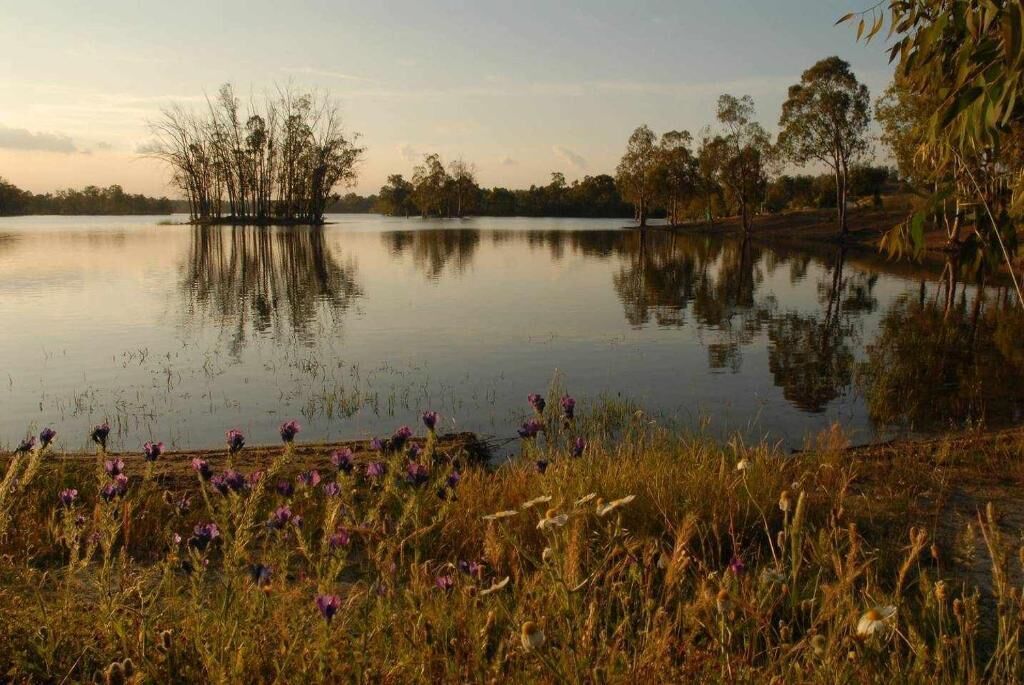 A calm lake with trees and purple flowers in the foreground.