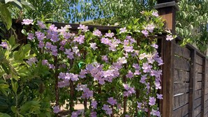 A wooden fence with a climbing plant bearing purple flowers. - Suites On Main (Kelseyville)