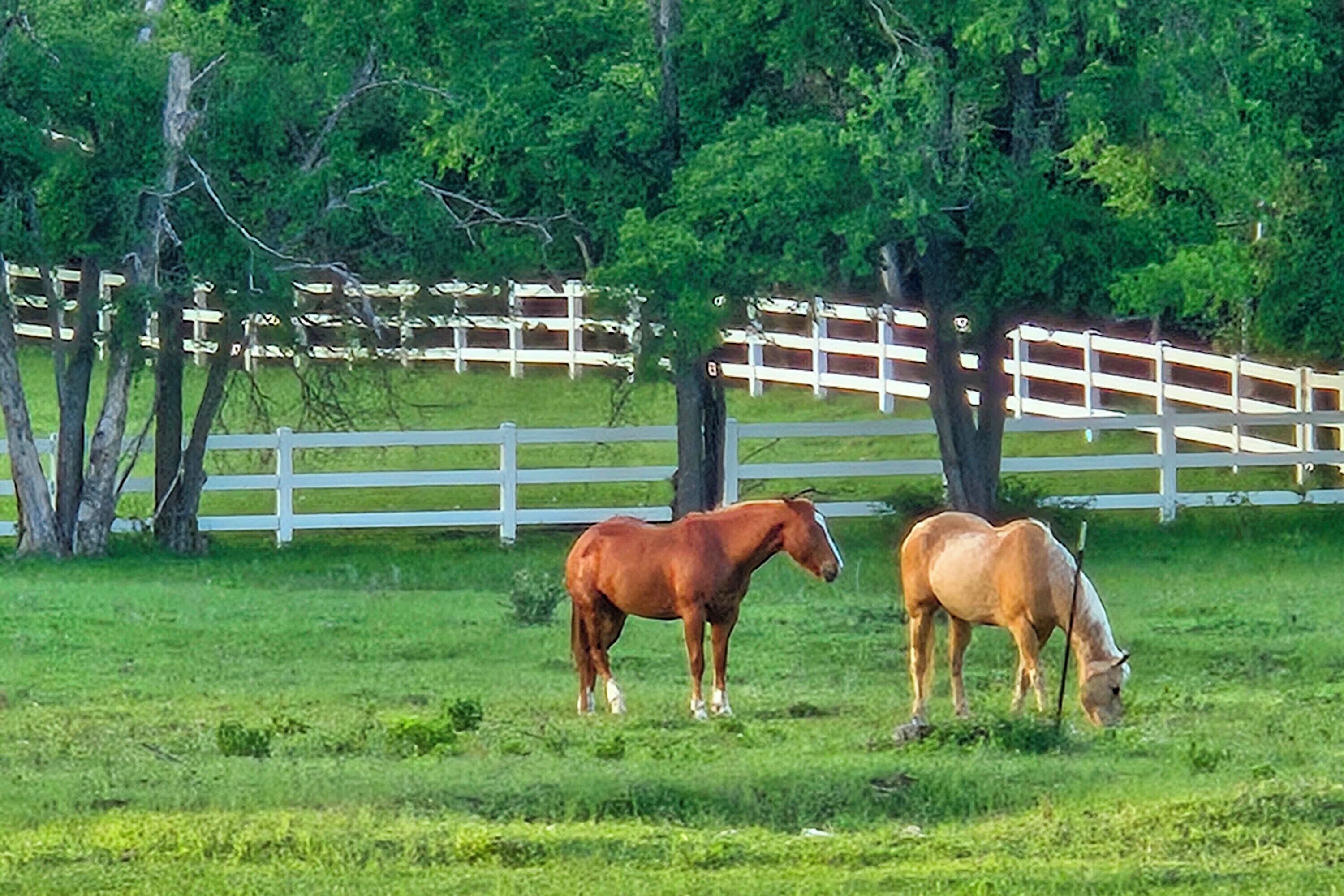 Two horses grazing in a grassy field with a white fence and trees in the background.