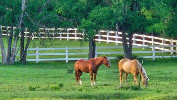 Two horses grazing in a grassy field with a white fence and trees in the background.