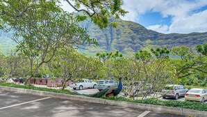 A parking lot with cars, a peacock, and a mountain in the background. - Pool Access, 1 Mi to Makaha Beach! Ocean-view Unit (Waianae)
