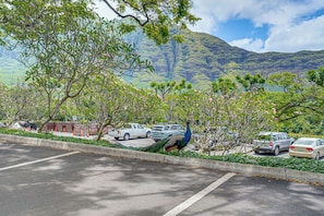 A parking lot with cars and a peacock near a building with a mountain backdrop. - Pool Access, 1 Mi to Makaha Beach! Ocean-view Unit (Waianae)
