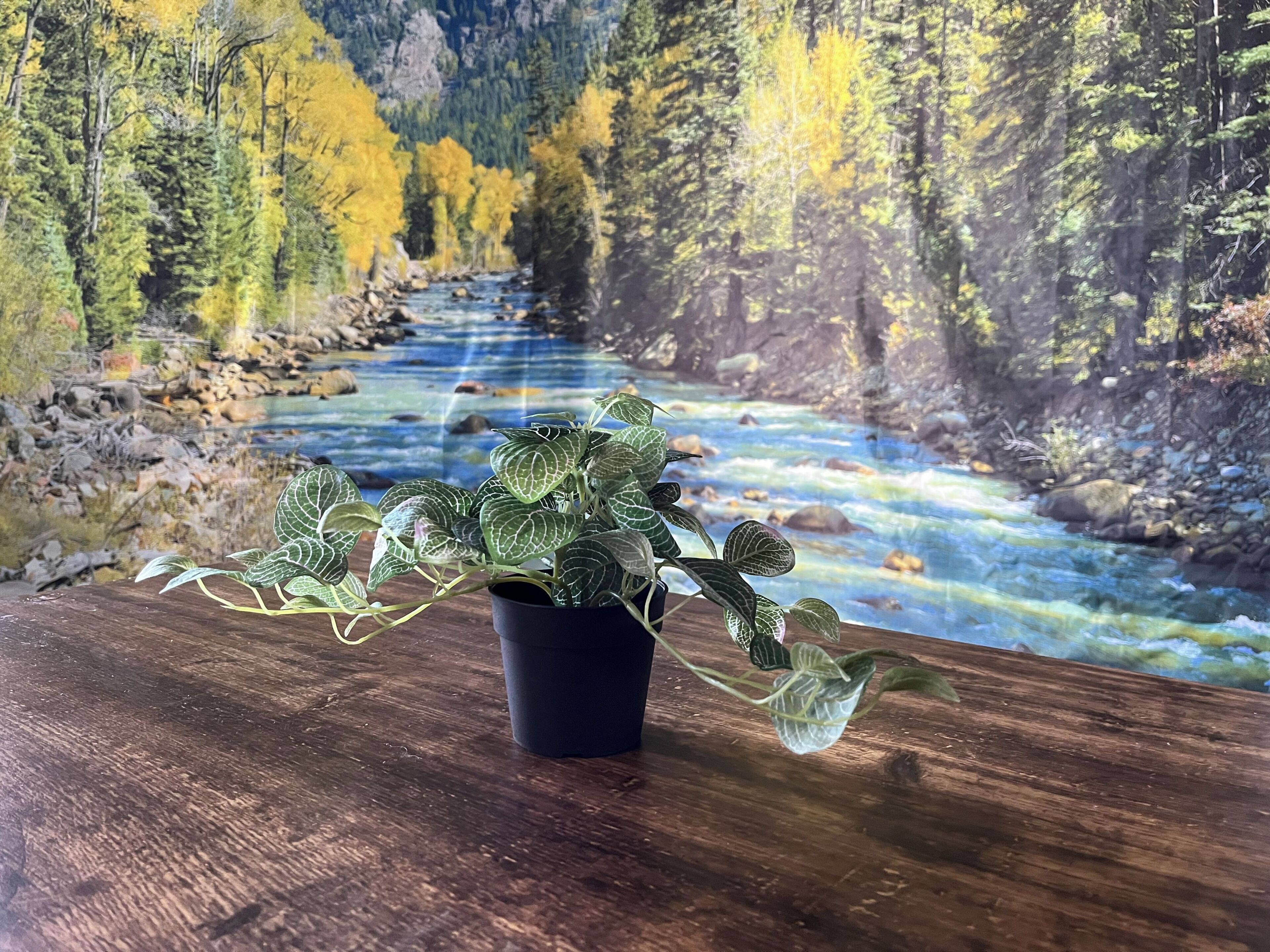 Una planta en maceta sobre superficie de madera, con vista a un río y bosque al fondo.