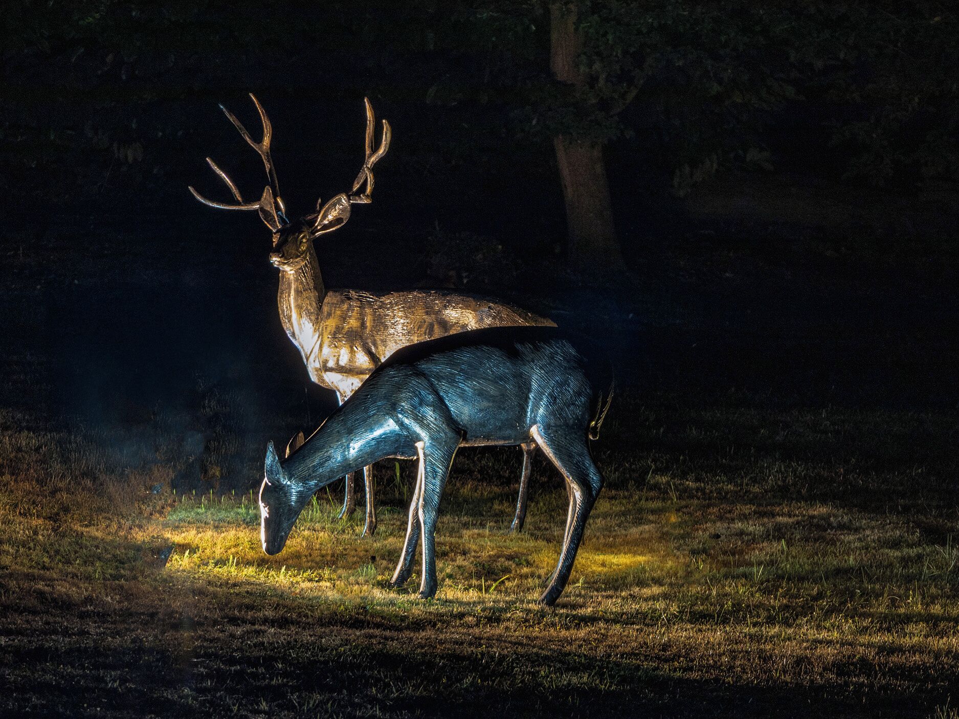 Un ciervo en un área boscosa de noche con iluminación artificial.