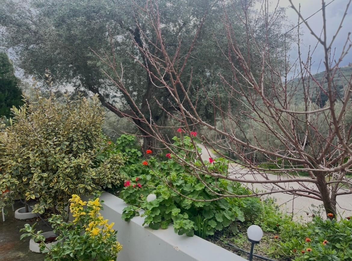 Een tuin met verschillende planten en een boom.