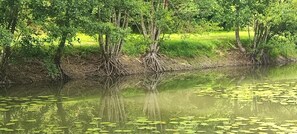 Un étang paisible, bordé d’arbres et parsemé de nénuphars.