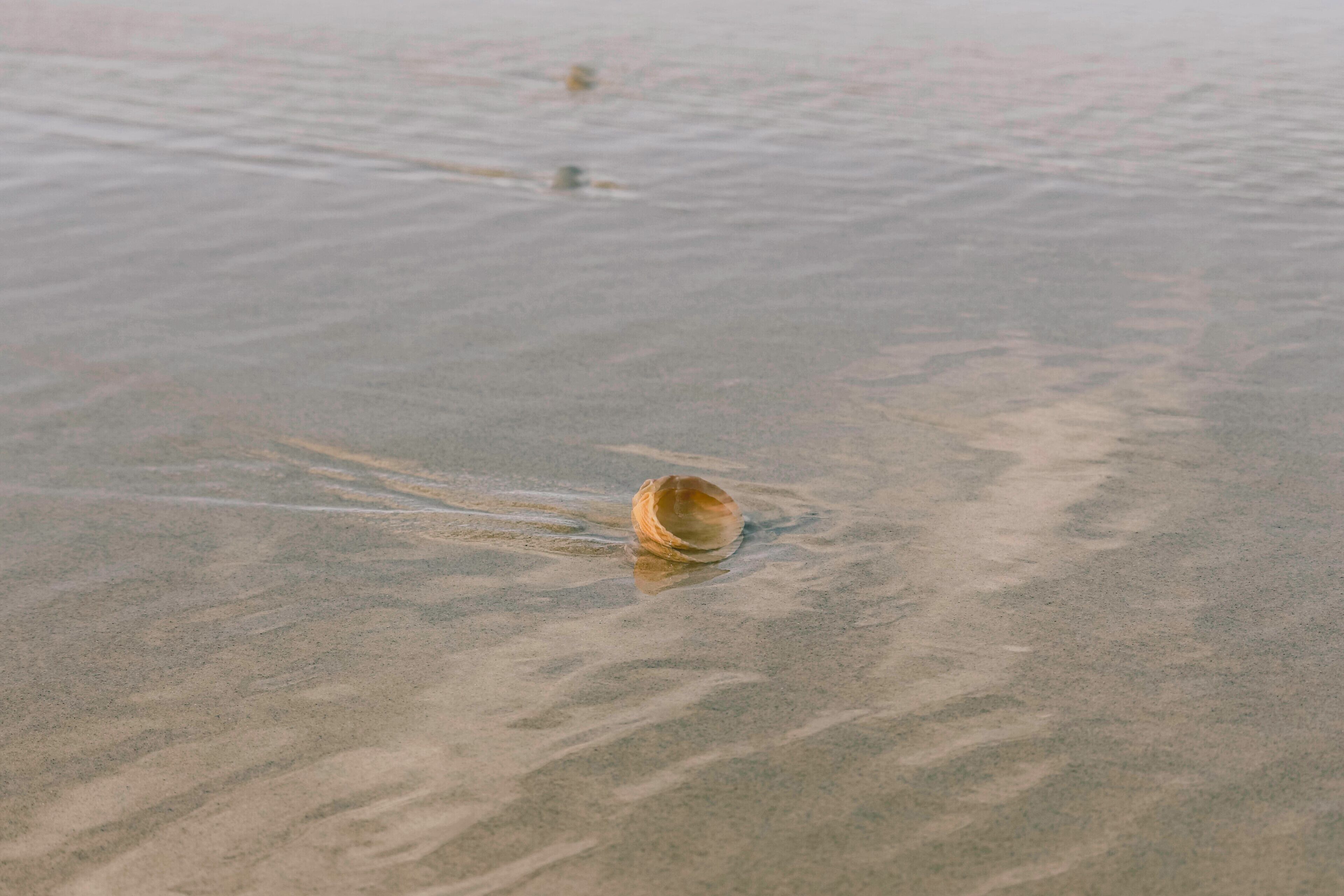 A shell on a sandy beach.