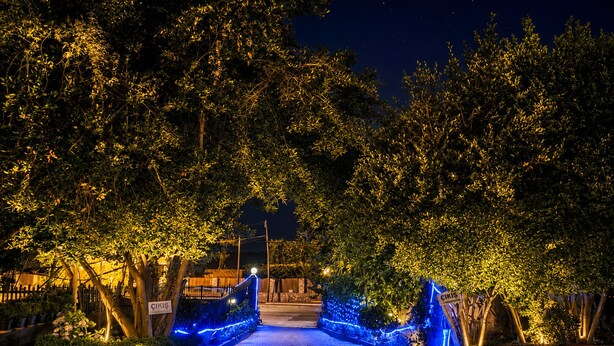 Een geplaveid pad dat naar een gebouwleuning leidt, omringd door bomen en verlicht met blauw licht.