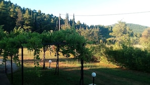 Viñedo con parras sostenidas por estructuras de madera, un sendero y una vista despejada de un paisaje montañoso al fondo.