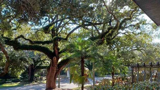 Un camí ombrívol per arbres, amb una tanca de fusta i una construcció coberta.