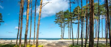 Un camí que porta a una platja, amb arbres alts a banda i banda.
