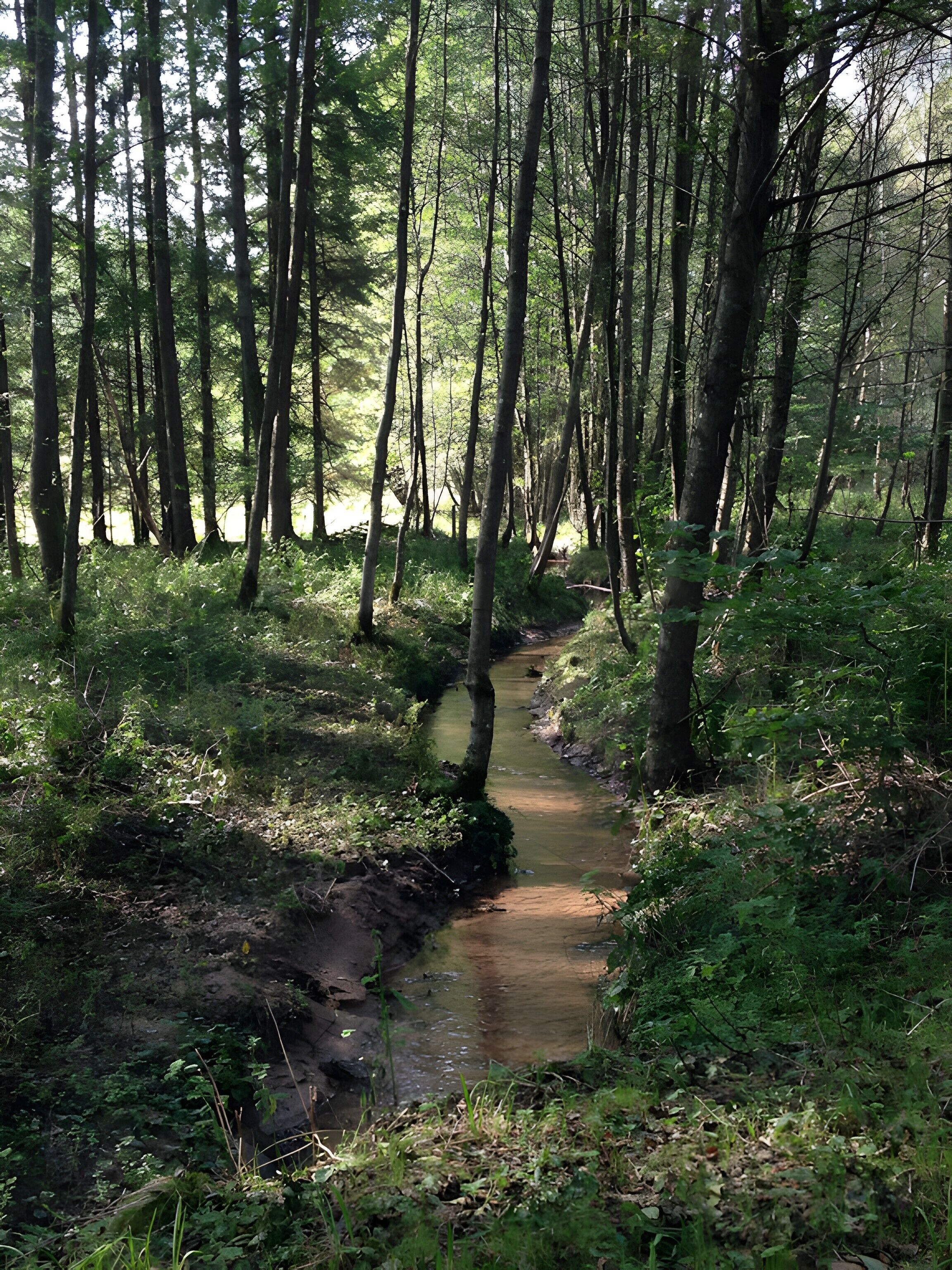 Une zone boisée traversée par un étroit canal d’eau.