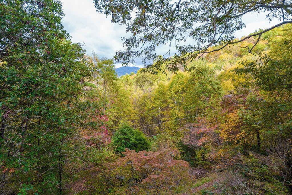 A dense forest with a variety of trees and a mountain in the background.