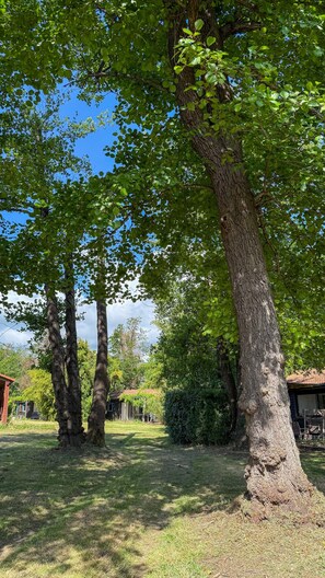 A tree-lined yard with a building in the background.