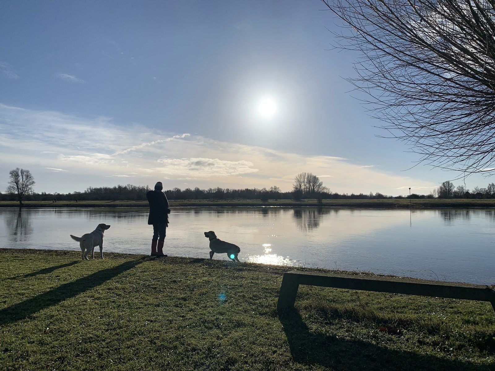 Una persona con dos perros junto a un cuerpo de agua tranquilo, un cielo despejado y una línea de árboles a lo lejos.