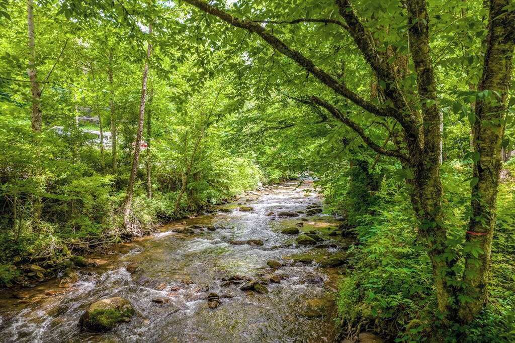 A forested area with a stream running through it.