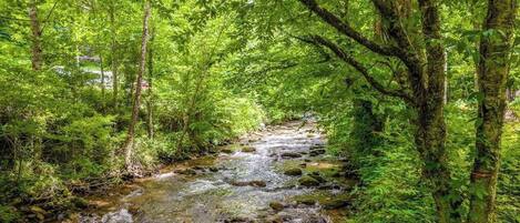 A forested area with a stream running through it.