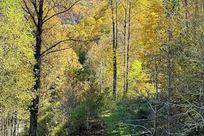 Ein Wald mit hohen Bäumen und einem deutlich sichtbaren Weg.