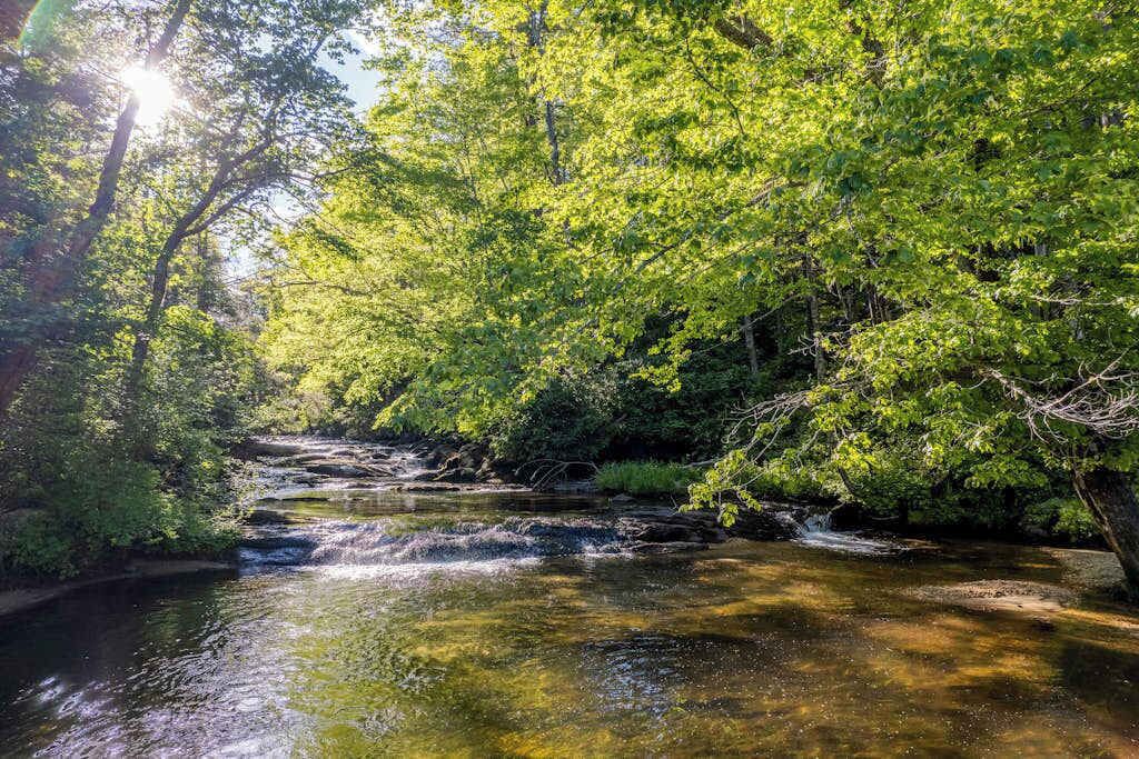 A natural landscape with a clear stream, dense green foliage, and sunlight filtering through the trees.