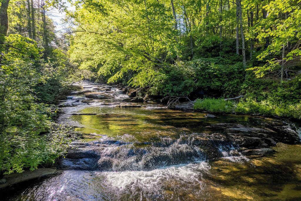 A natural stream surrounded by dense green foliage.