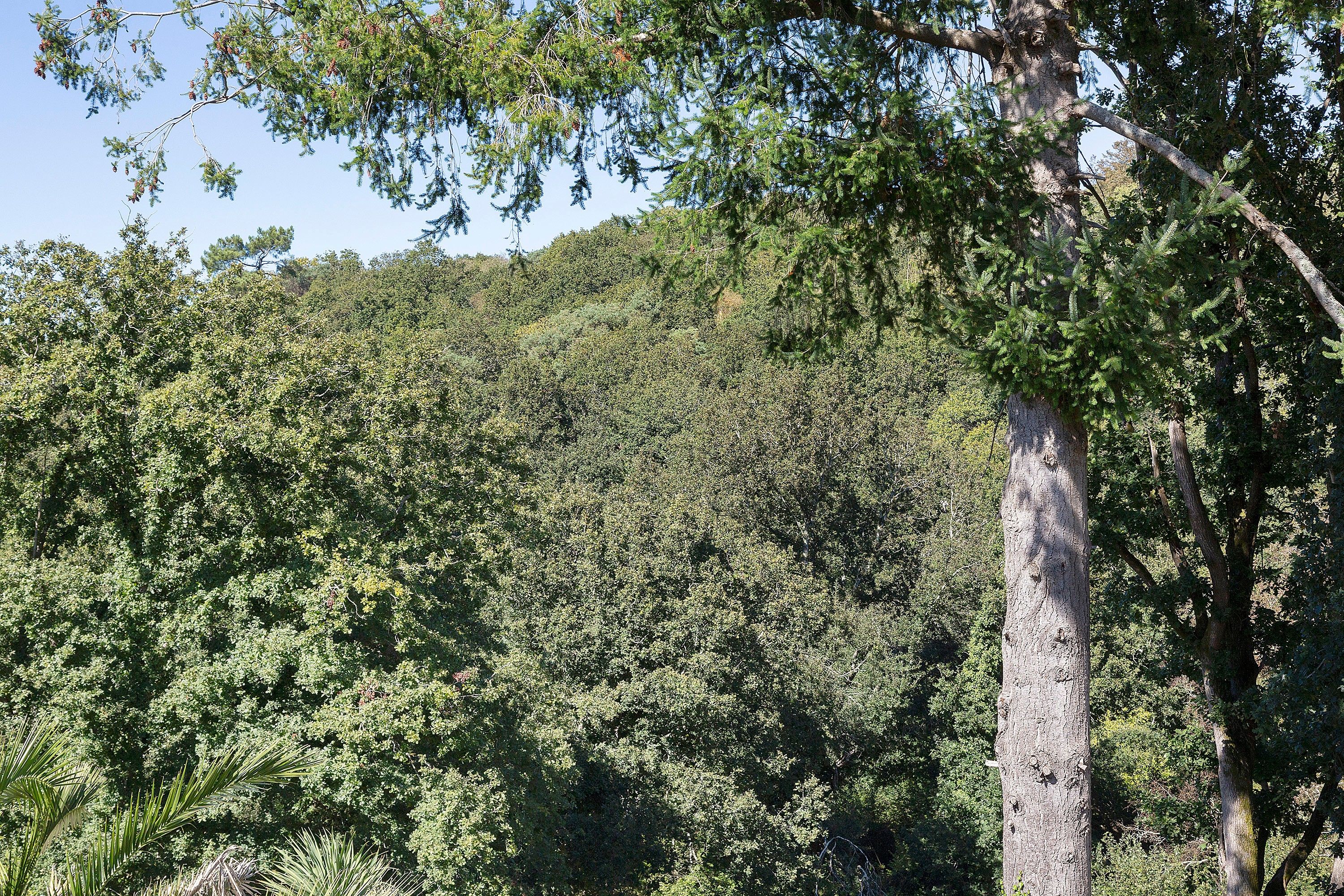 Une forêt dense, composée de différentes espèces d’arbres, dont un arbre particulièrement imposant, avec un tronc et des branches bien visibles.