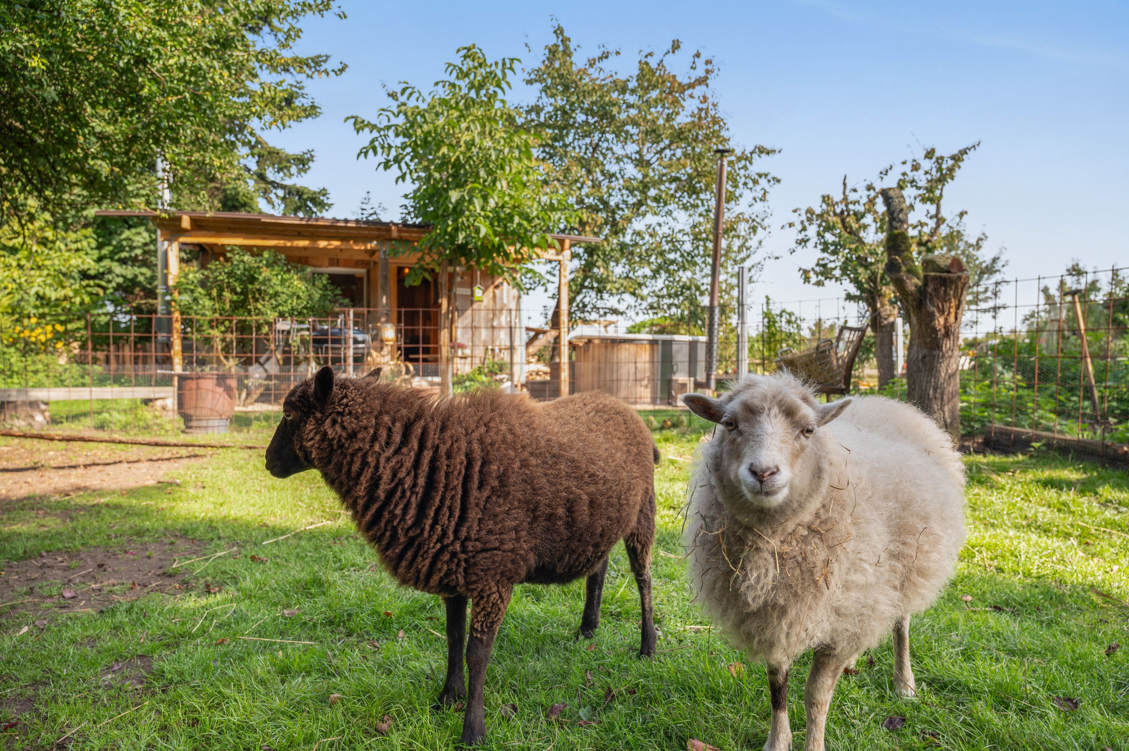 Two sheep in a fenced area with a building and trees in the background.
